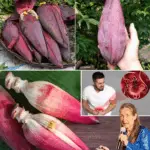 La Flor de Plátano: El Tesoro Nutricional que Equilibra tu Salud Después de los 40