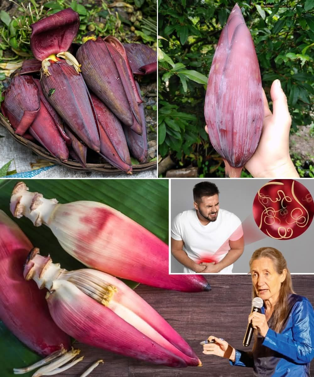 La Flor de Plátano: El Tesoro Nutricional que Equilibra tu Salud Después de los 40